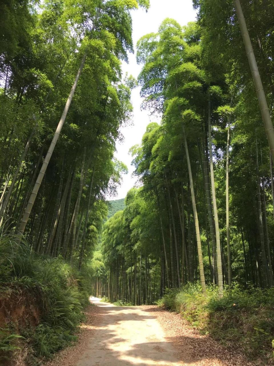 Moganshan Bamboo View Guesthouse Deqing Экстерьер фото